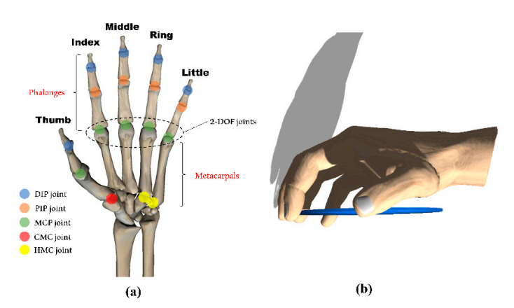 Hand grip patterns. (a) Precision grip, four fingers and thumb are flex