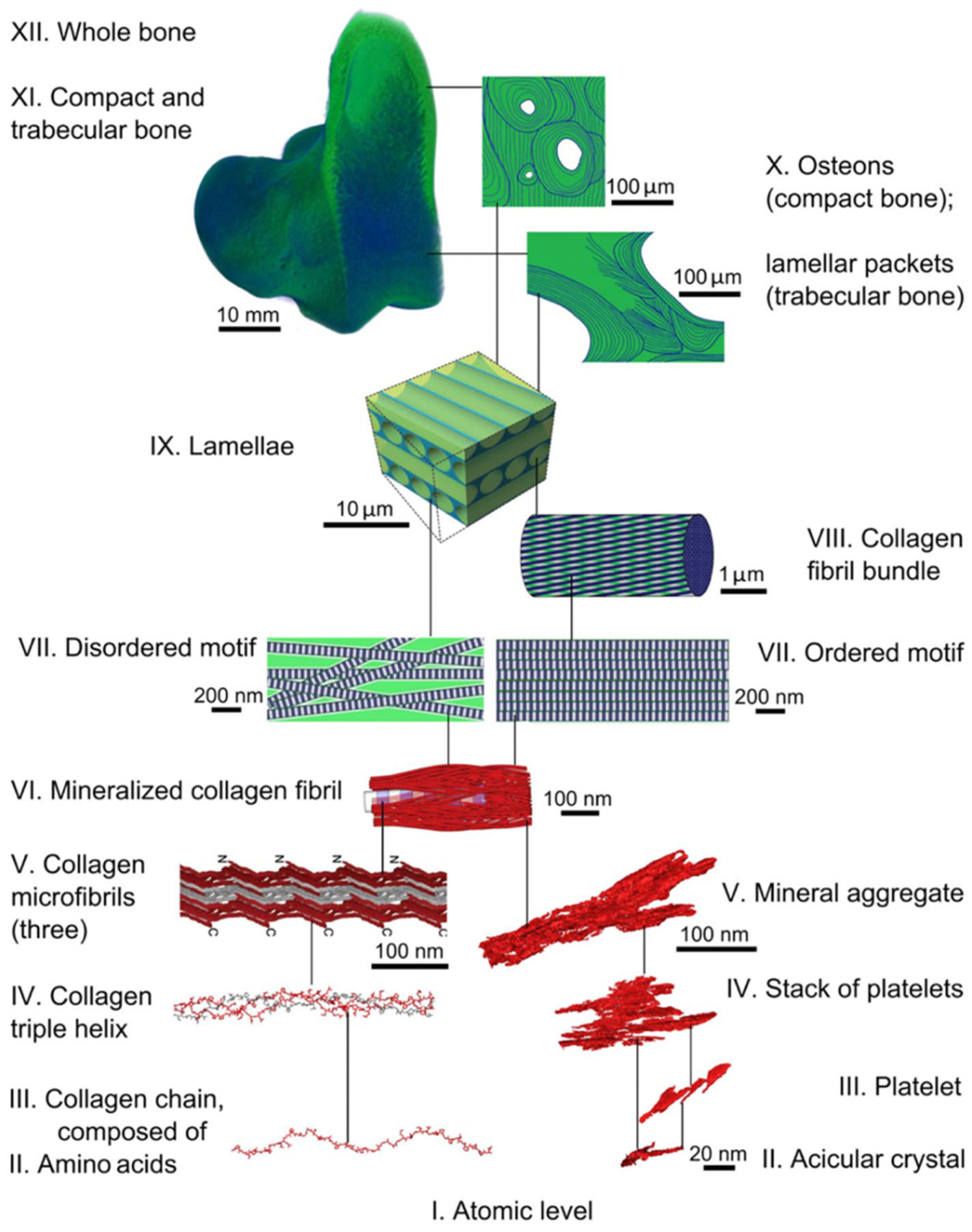 In Vivo High-Resolution Bioimaging of Bone Marrow and Fracture