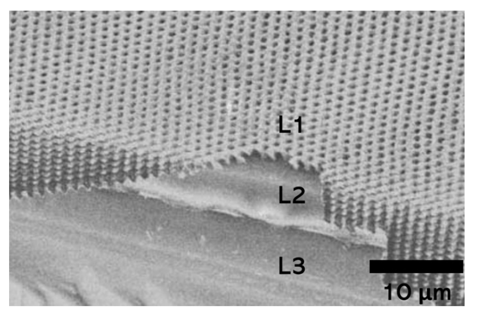 Applsci 11 12136 g004