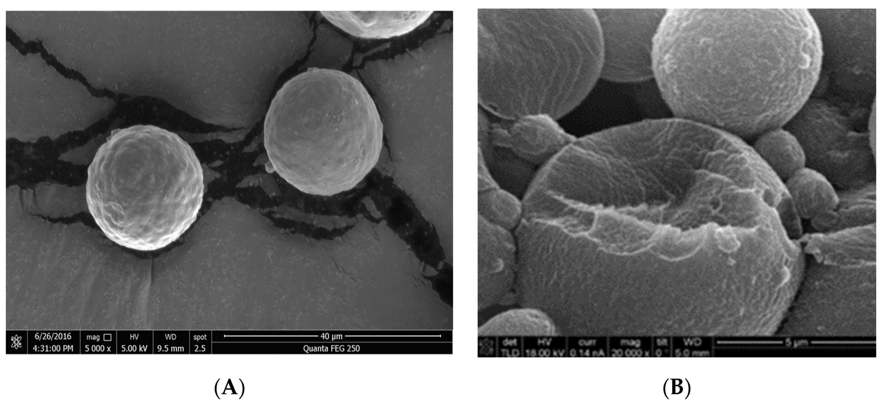 Applsci 12 00024 g001