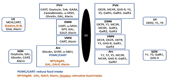 The hypocretins are novel, secretin-related peptides. (A) Hypocretin