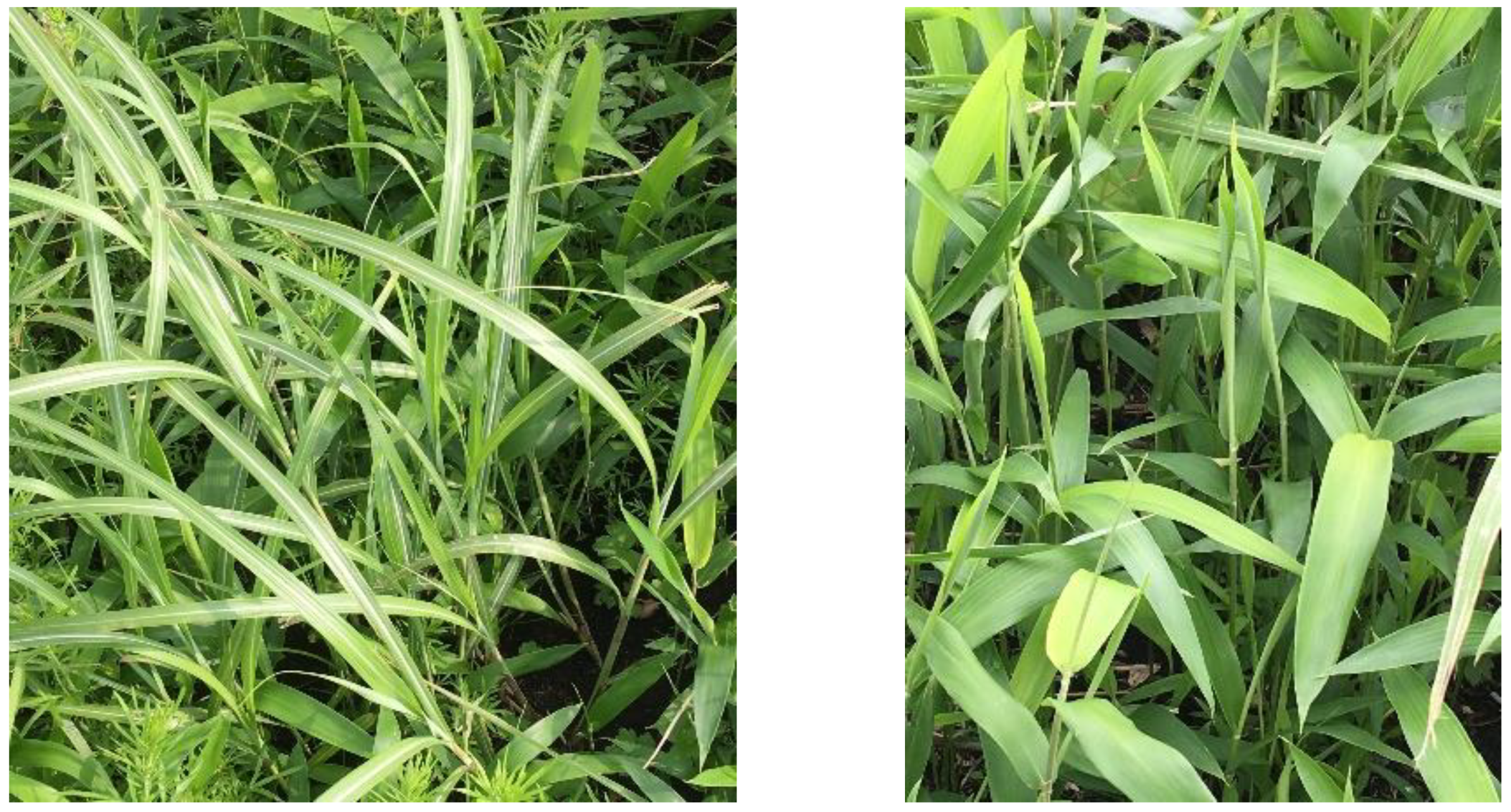 Applsci 12 00109 g002 550