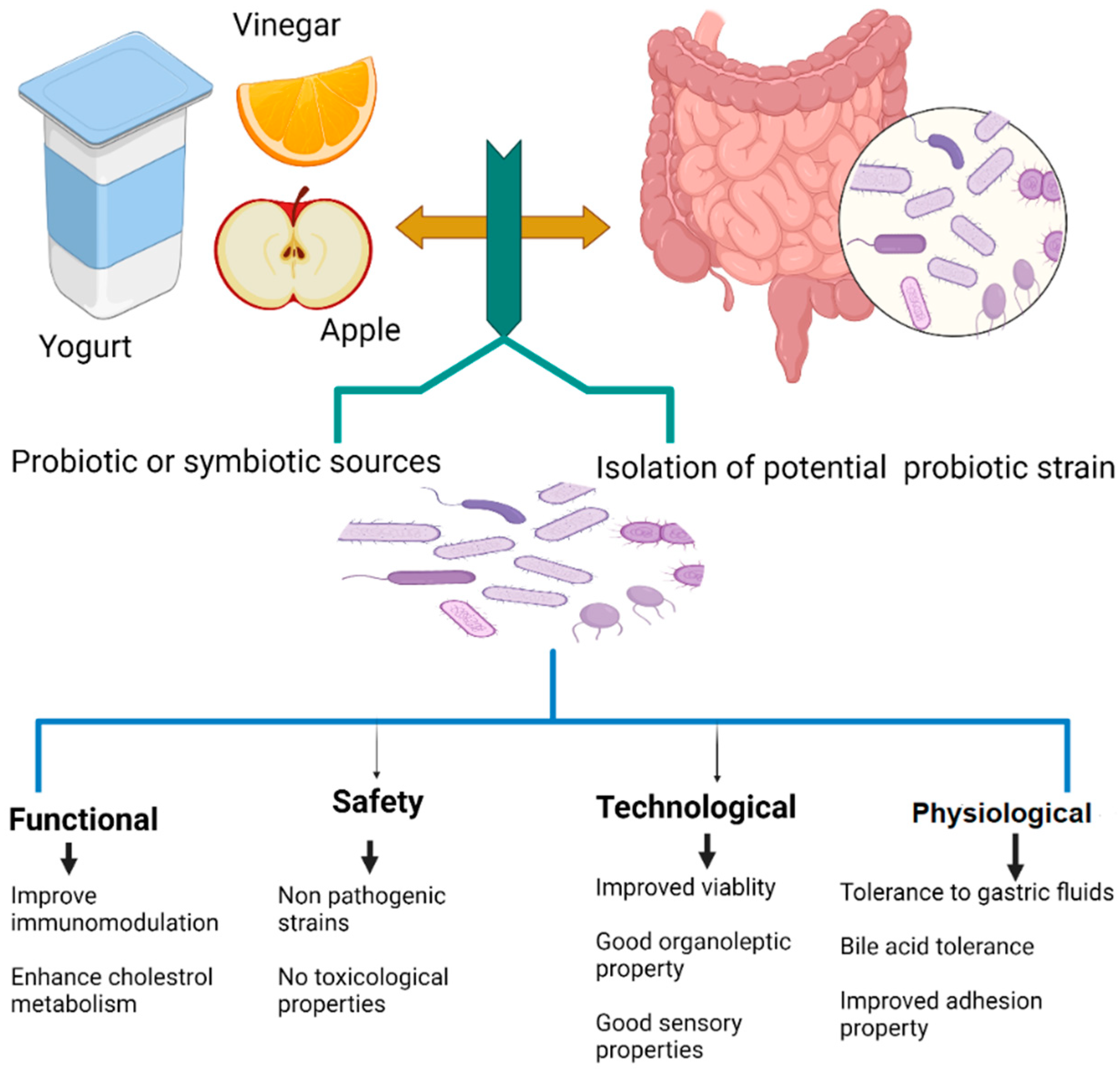 Applied Sciences Free Full Text Probiotics In Functional Foods