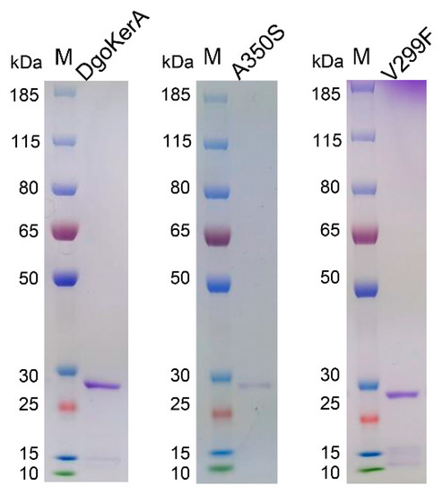 Molecular Identification of Keratinase DgokerA from