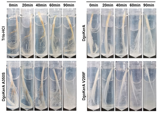 Molecular Identification of Keratinase DgokerA from