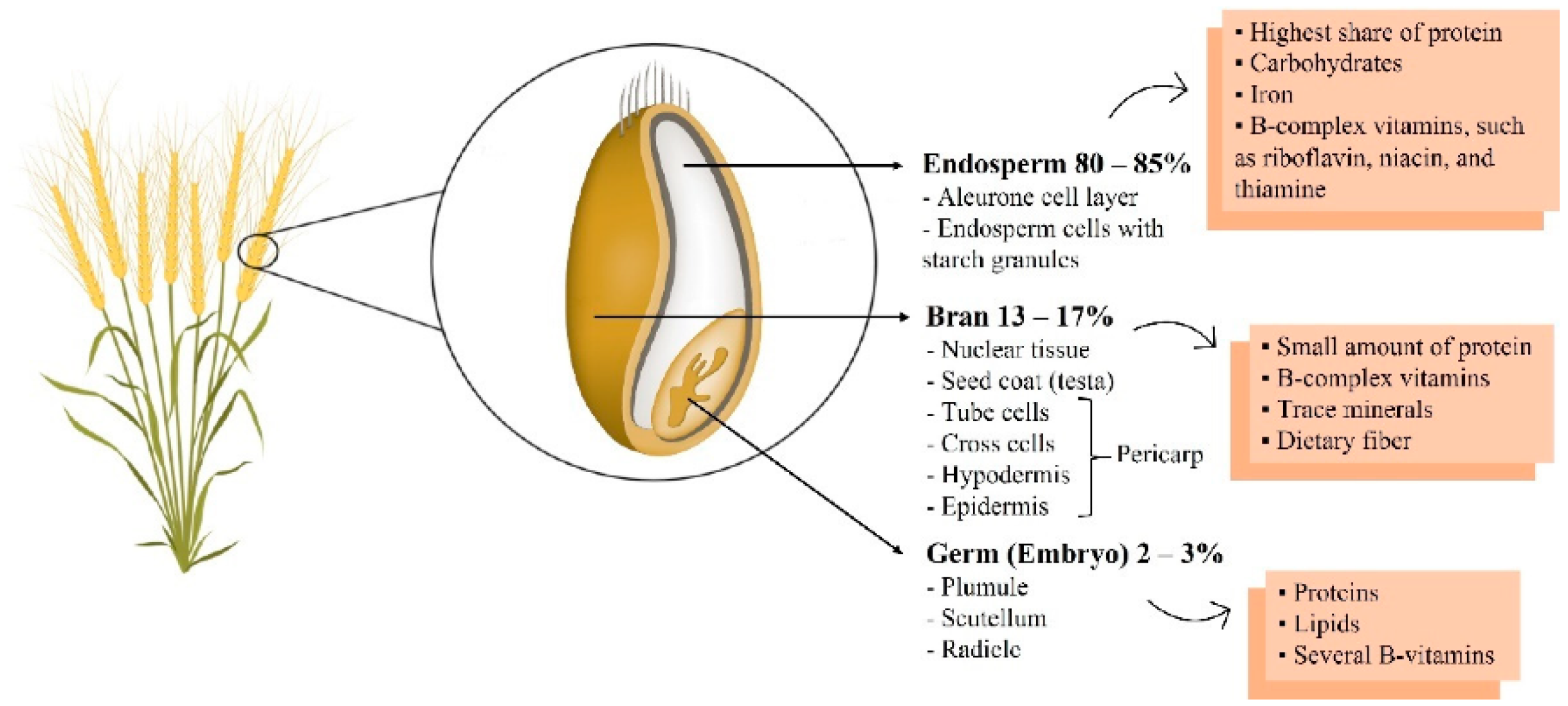 Physiology of 1st Stage of Labour | PDF | Uterus | Childbirth