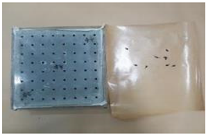 Applsci 12 00690 i016