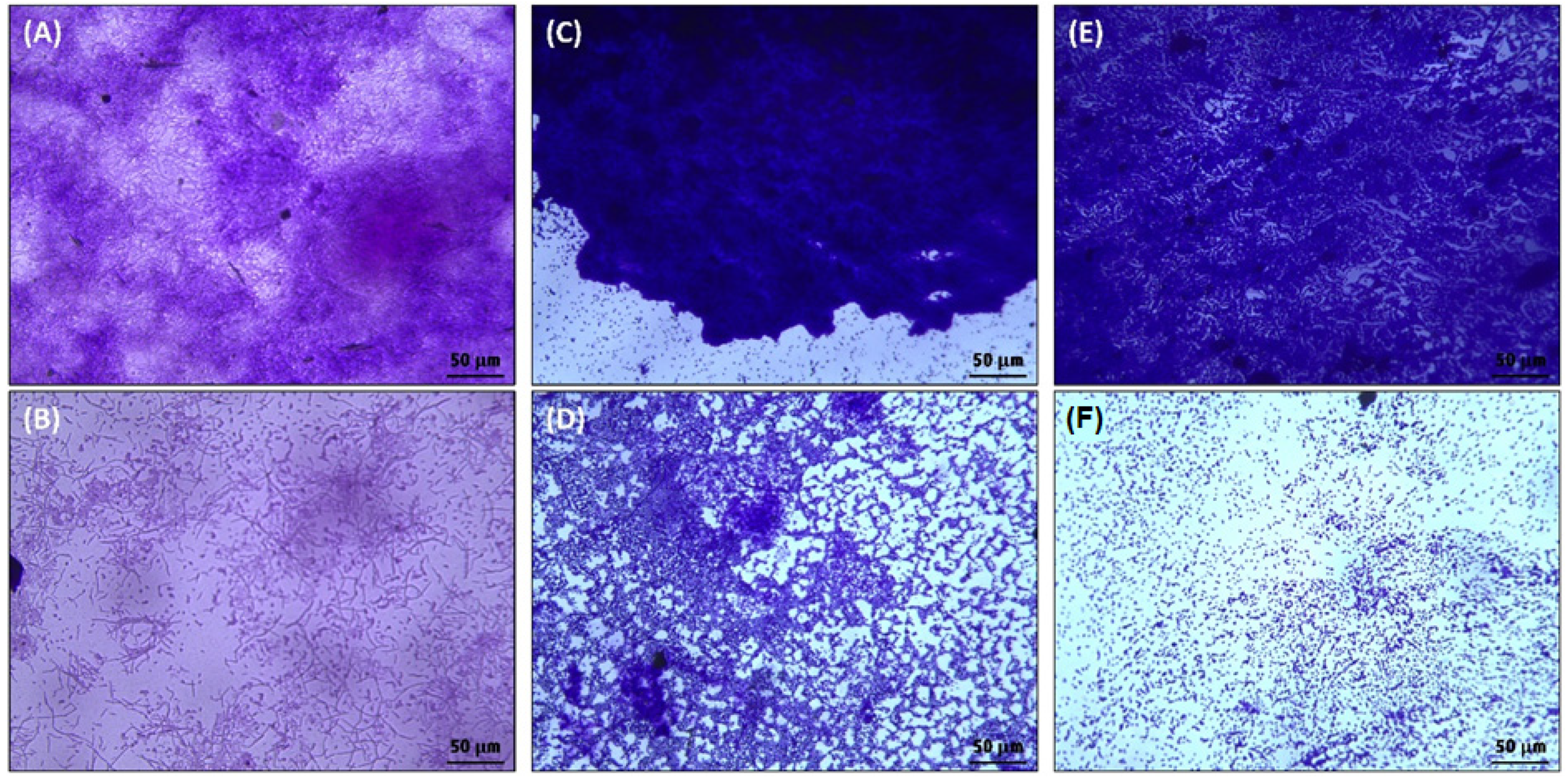 Applsci 12 00710 g004