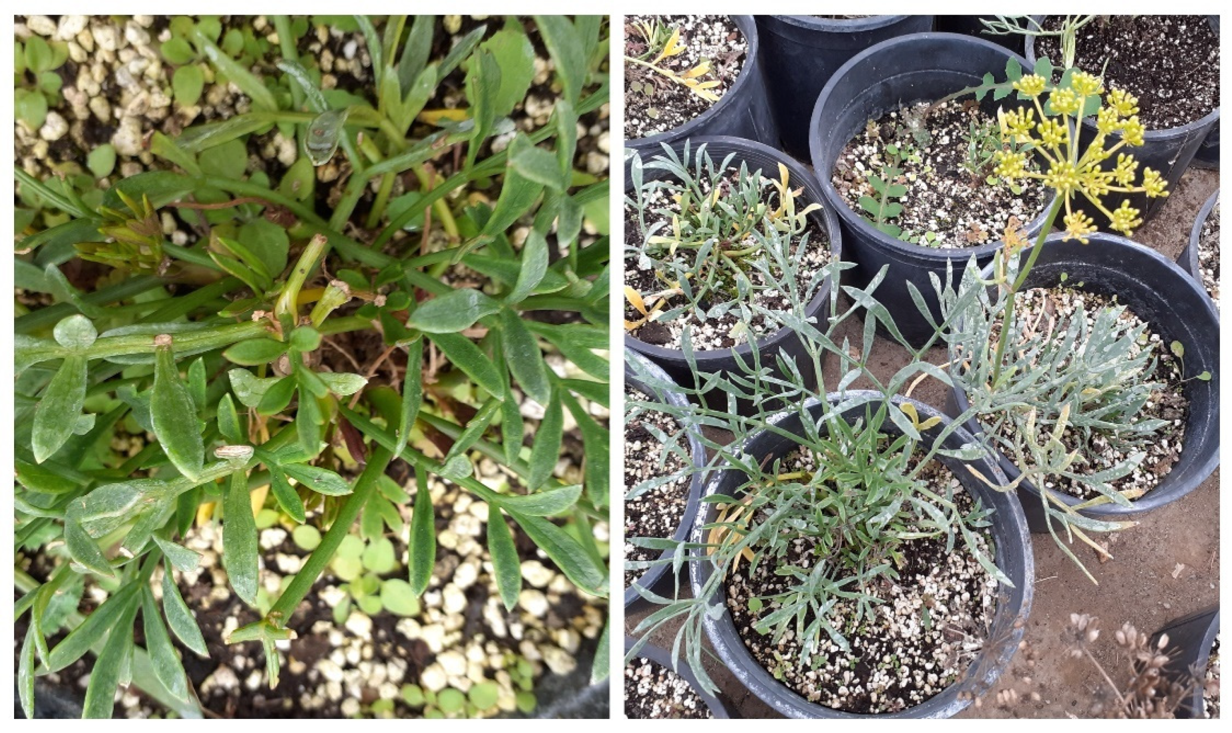 Applsci 12 00737 g003