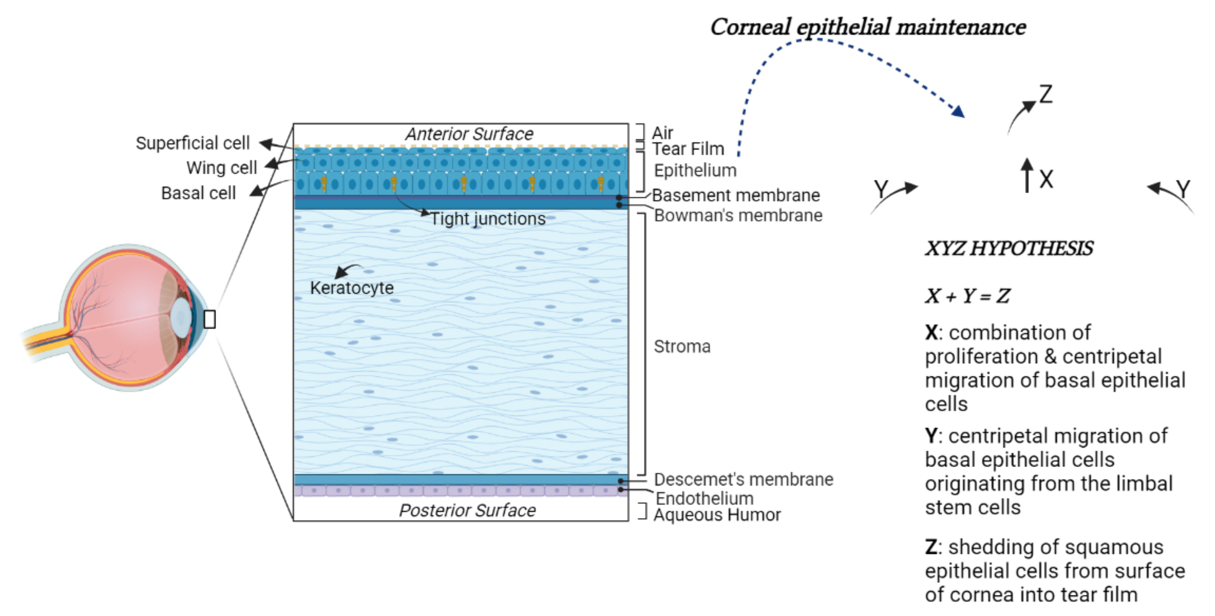 Corneal Epithelial Basement Membrane Structure Function And