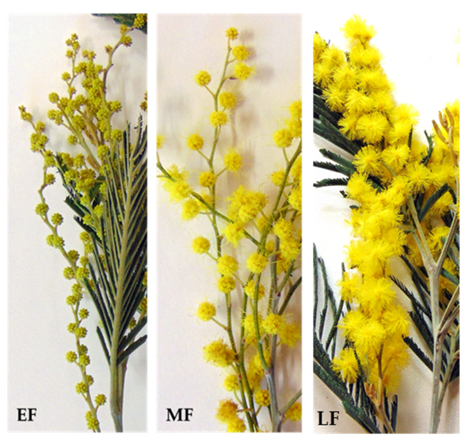 Acacia dealbata online
