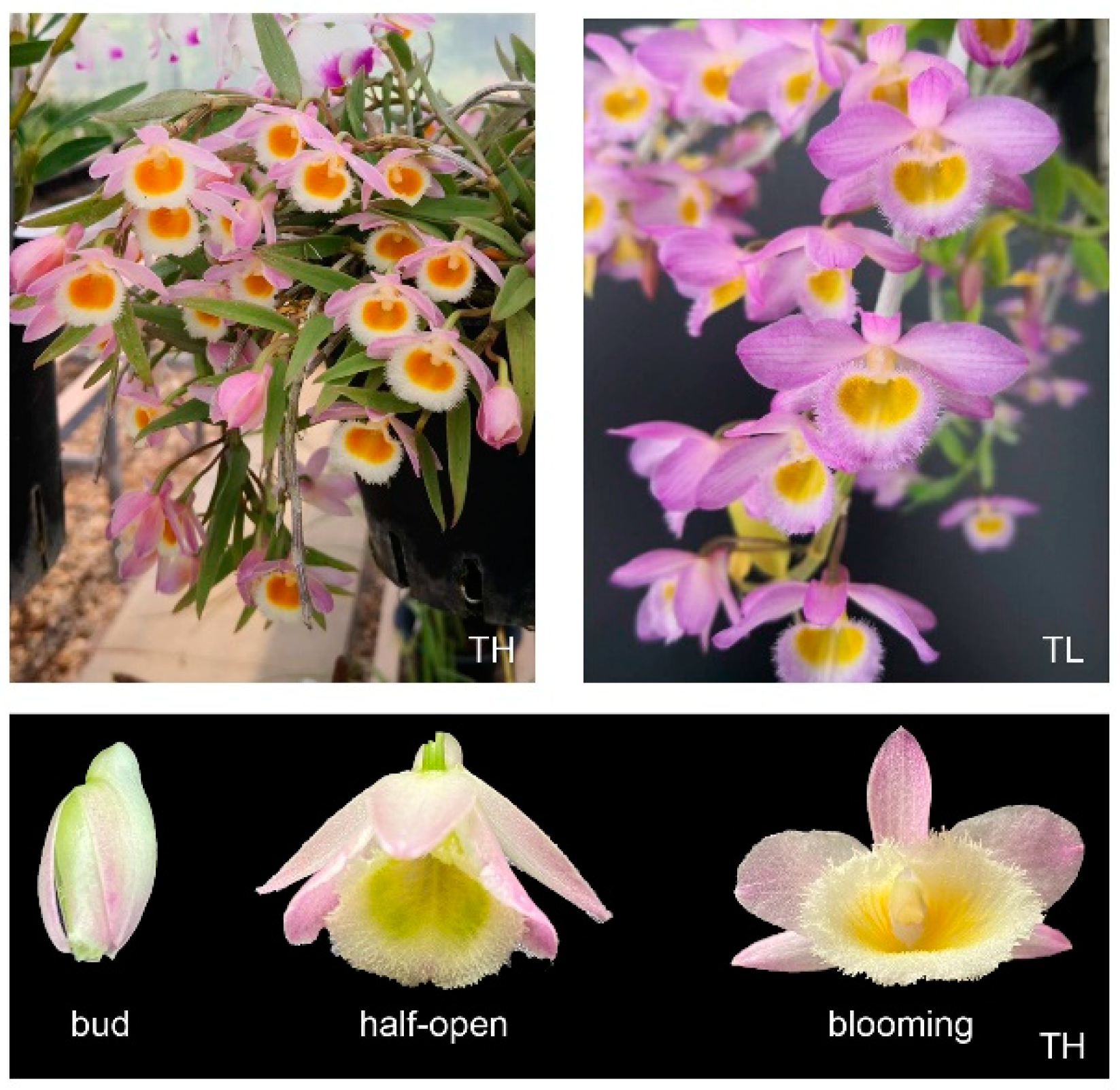 Applsci 12 01262 g001 550