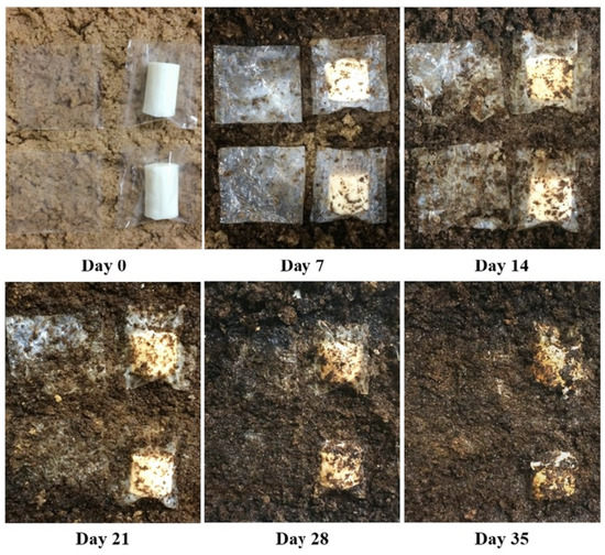 Effect of Cold Plasma Treatment on the Packaging Properties of ...