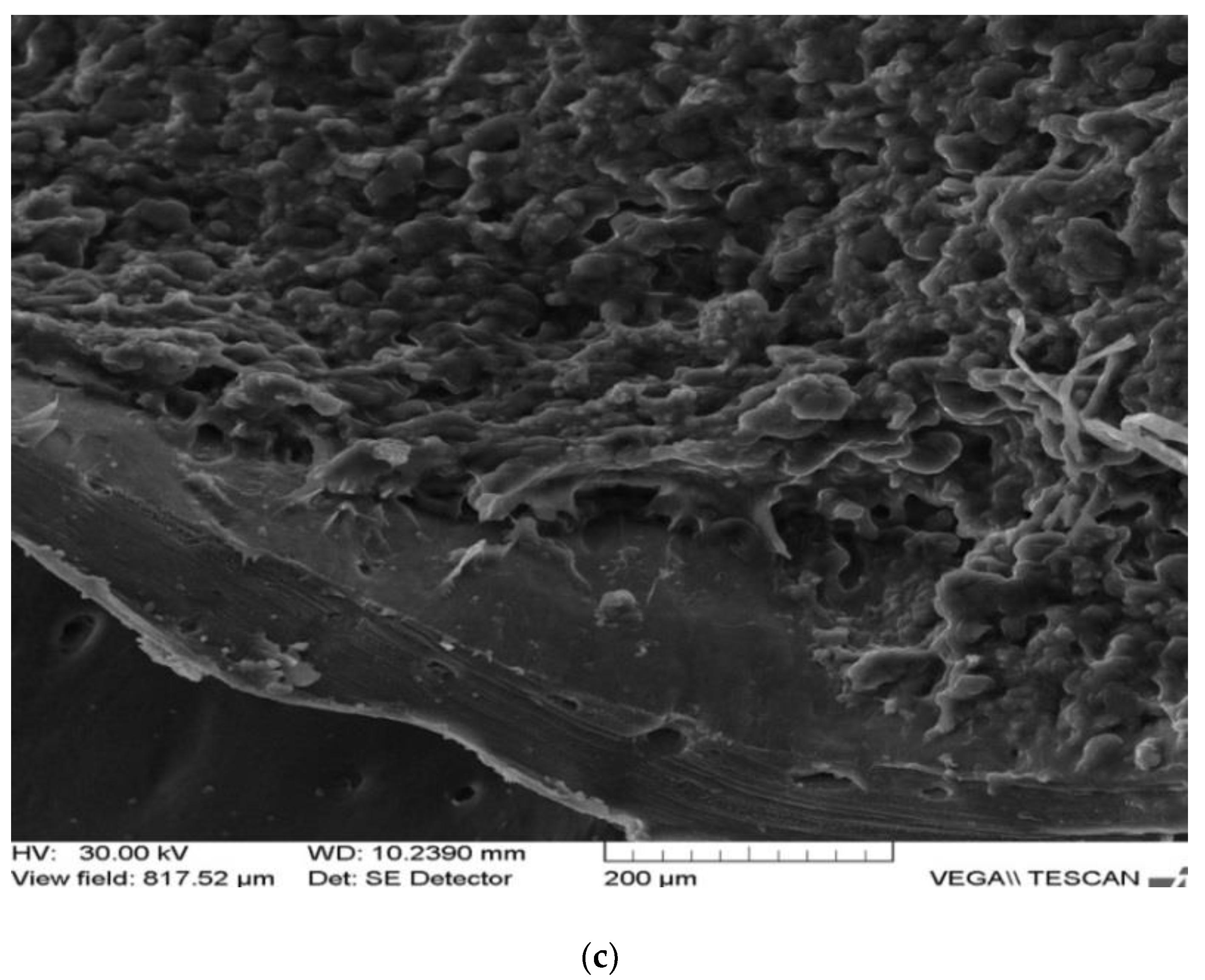 Applsci 12 01464 g001b Applsci 12 01464 g001b