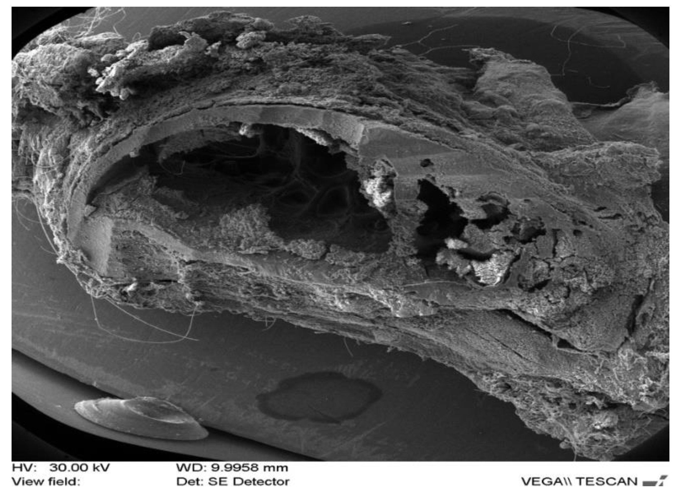 Applsci 12 01464 g008 Applsci 12 01464 g008
