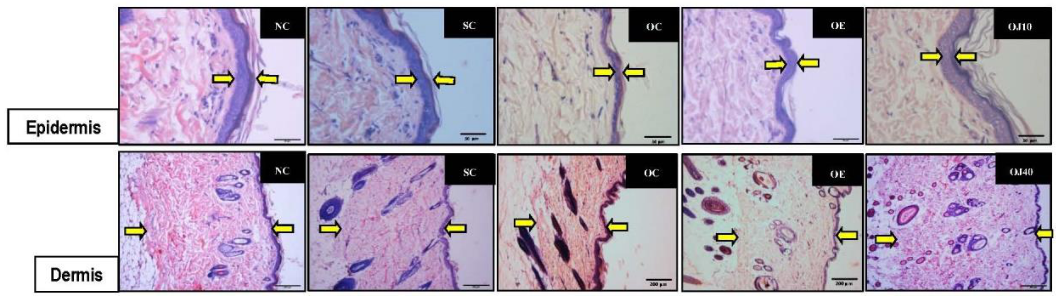 Applsci 12 01584 g001 Applsci 12 01584 g001