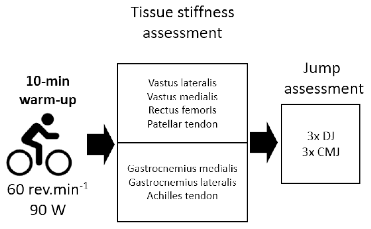 Applied Sciences Free Full-Text No Association between Jump Parameters and Tissue Stiffness in the Quadriceps and Triceps Surae Muscles in Recreationally Active Young Adult Males