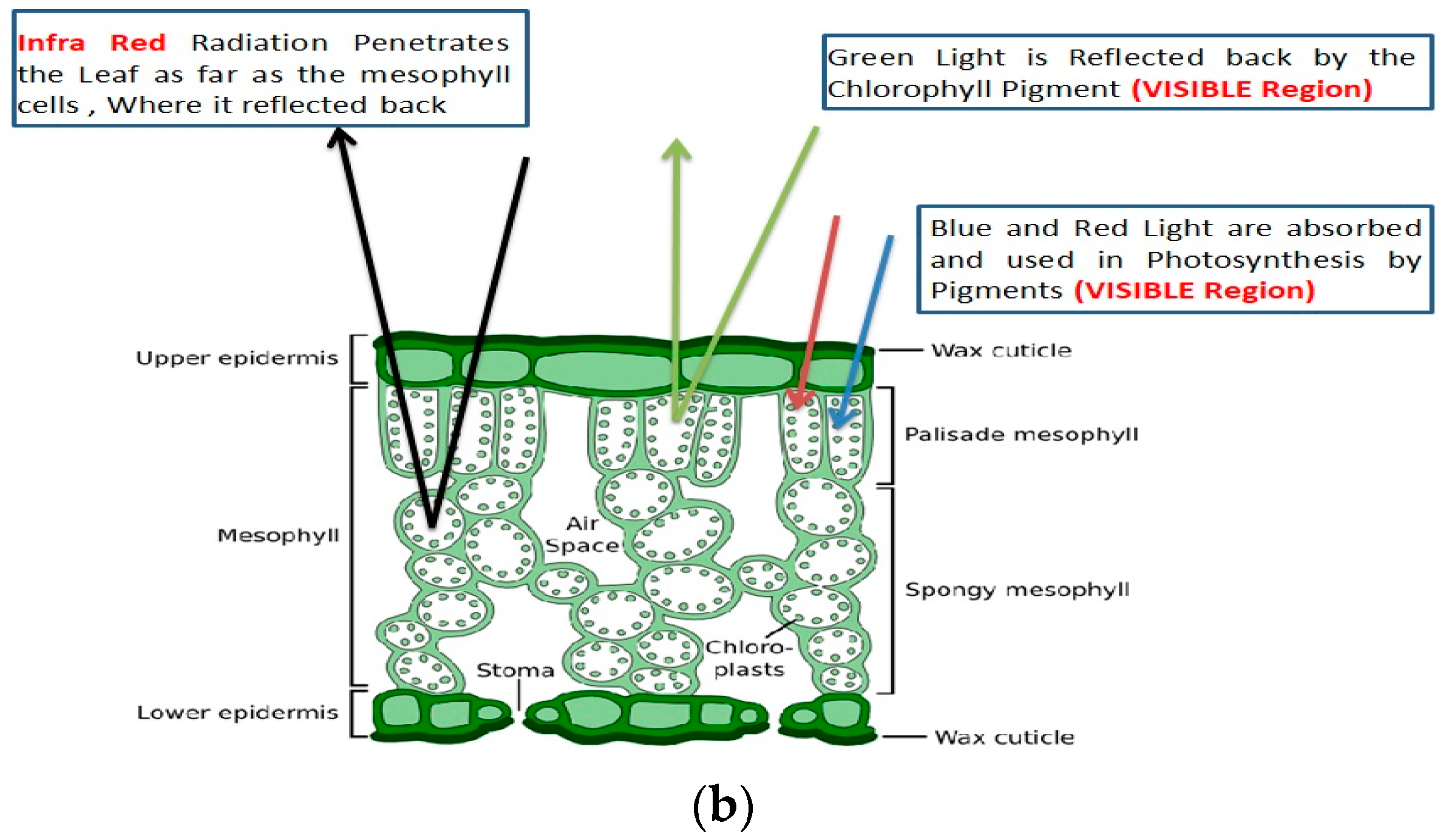Applsci 12 01670 g001b 550