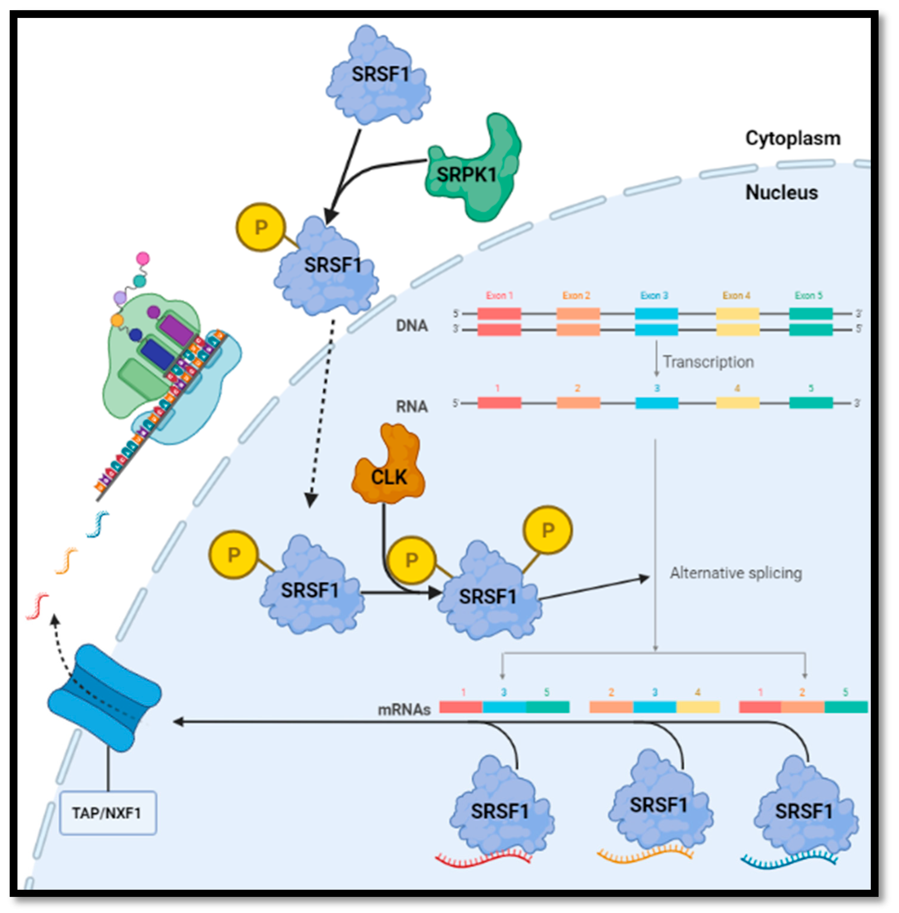 The role played by alternative splicing in antigenic variability