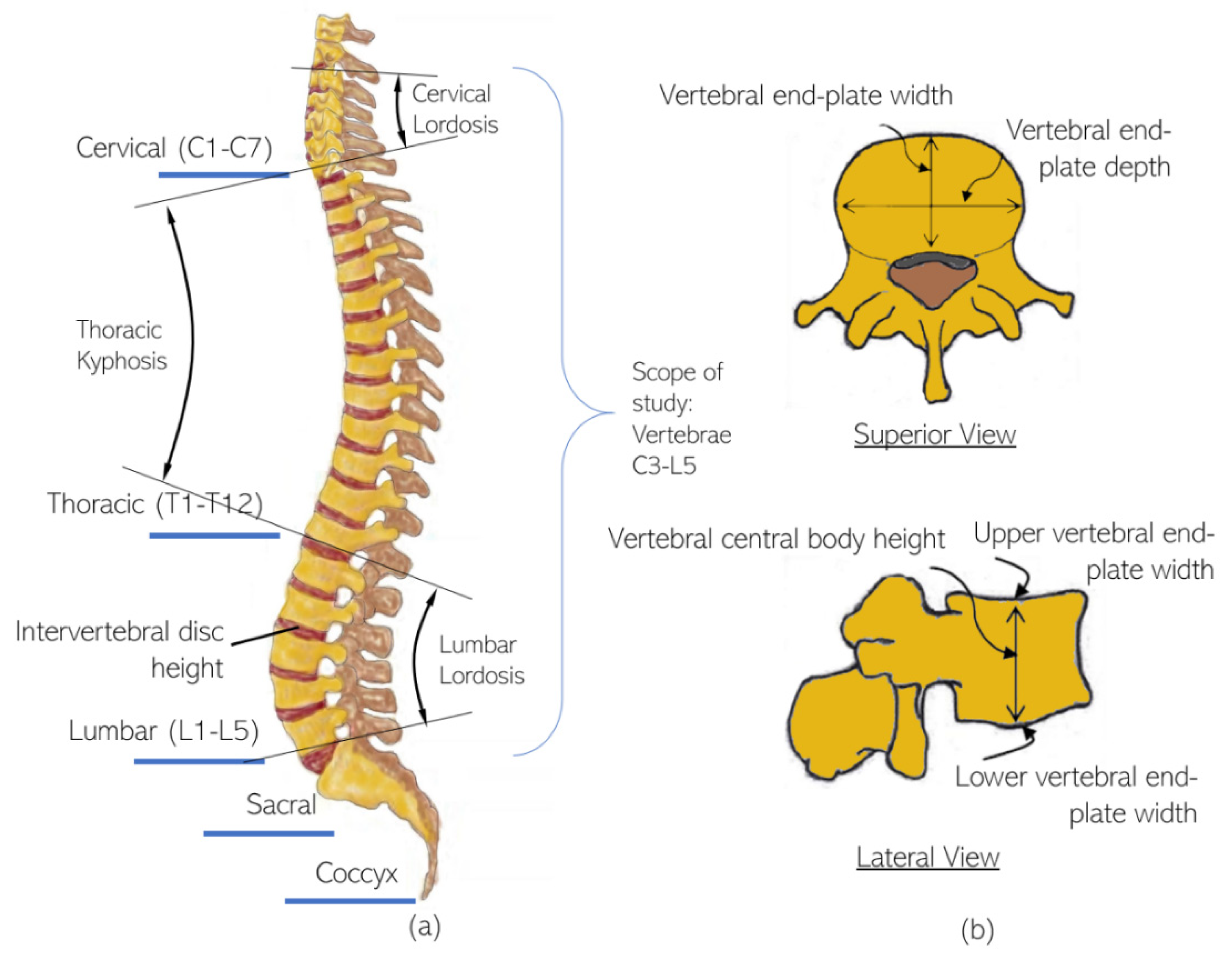 Applied Sciences | Free Full-Text | Multi-Directional Shape Change Analysis  of Biotensegrity Model Mimicking Human Spine Curvature