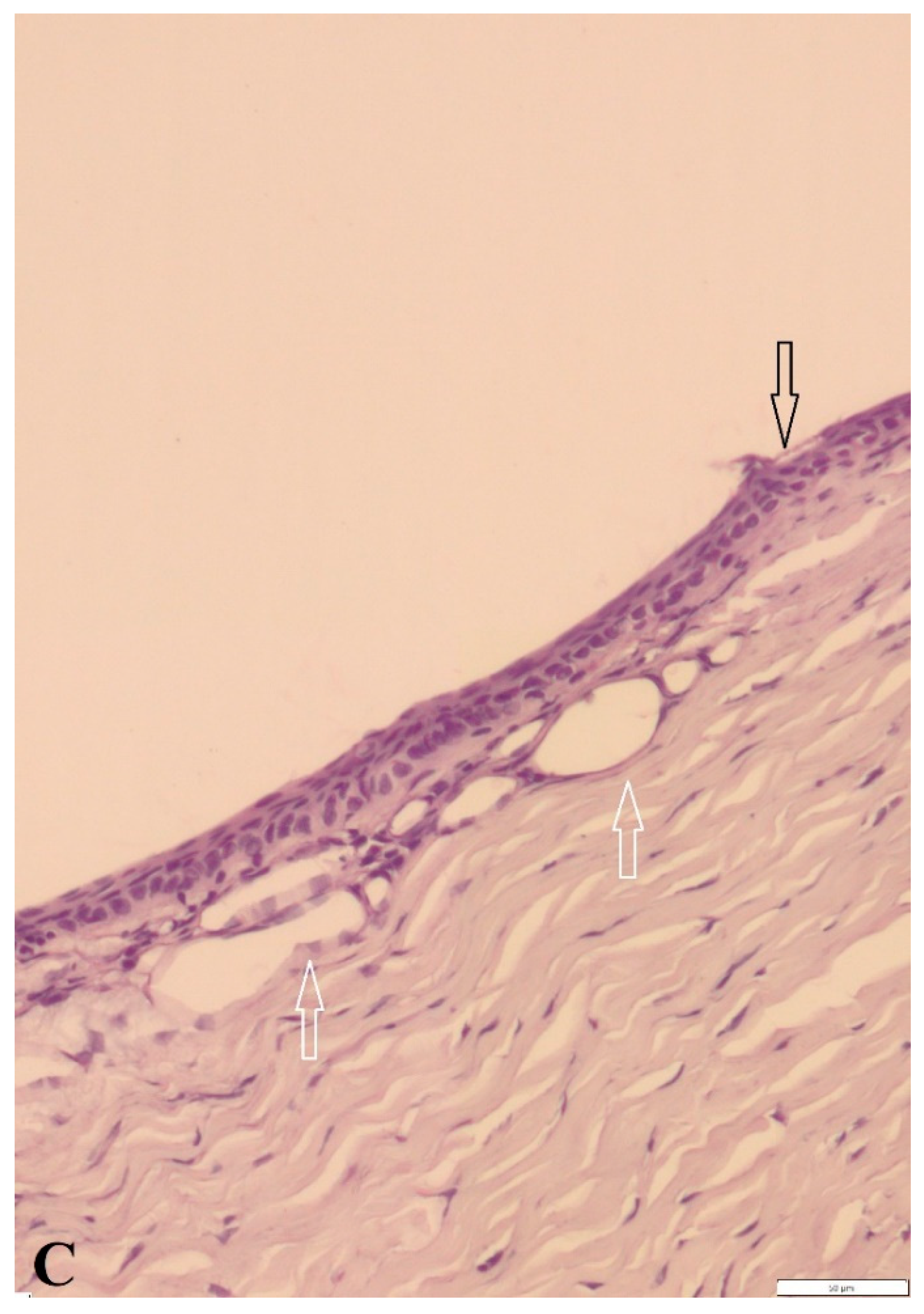 Applsci 12 02468 g004c