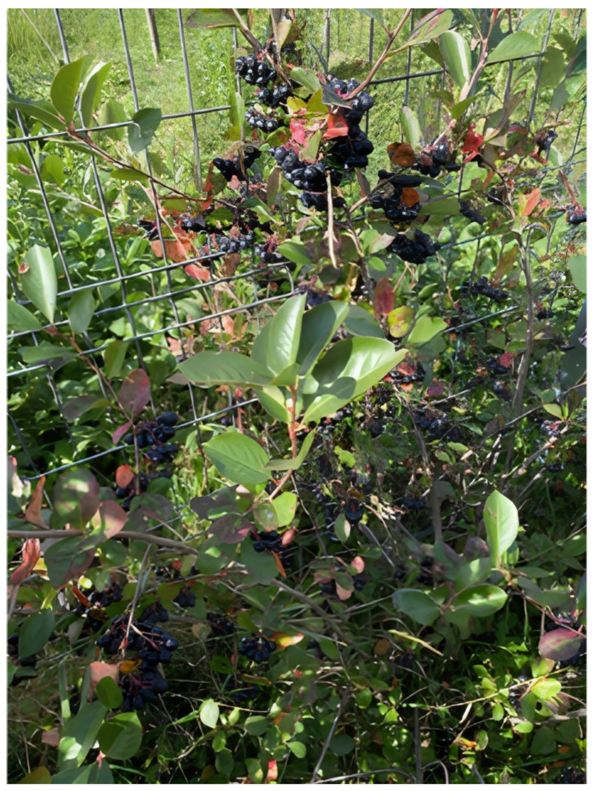 Applsci 12 02635 g003 550