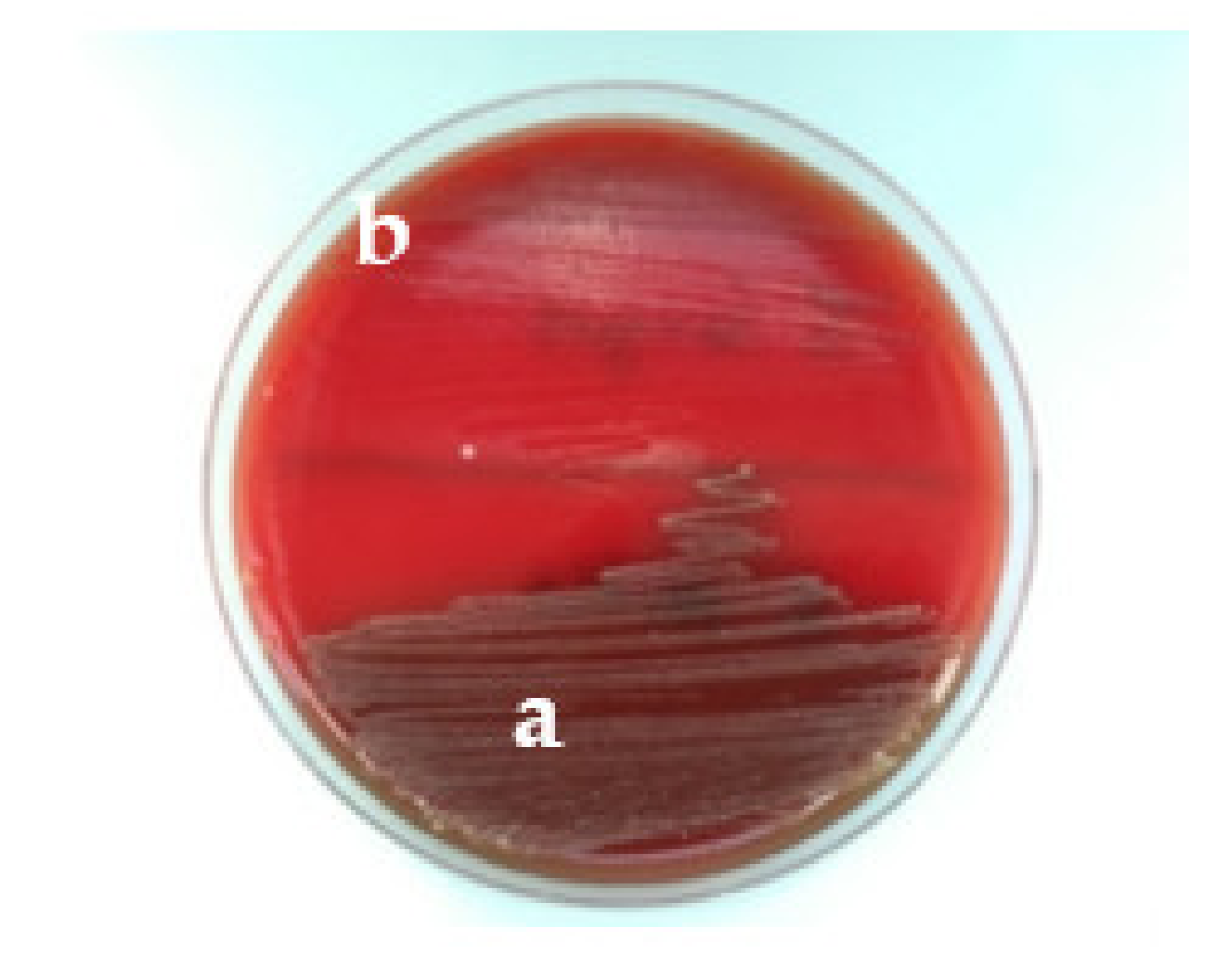 Applsci 12 02751 g004 Applsci 12 02751 g004