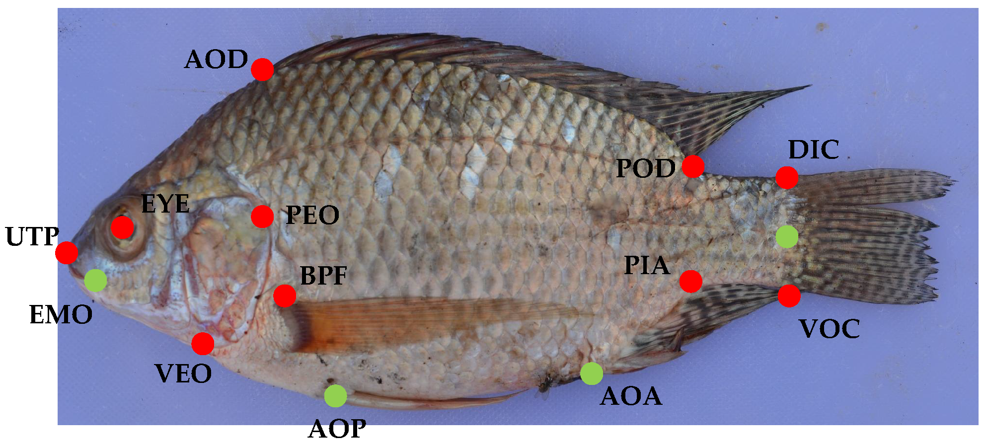 Applsci 12 03158 g004 550