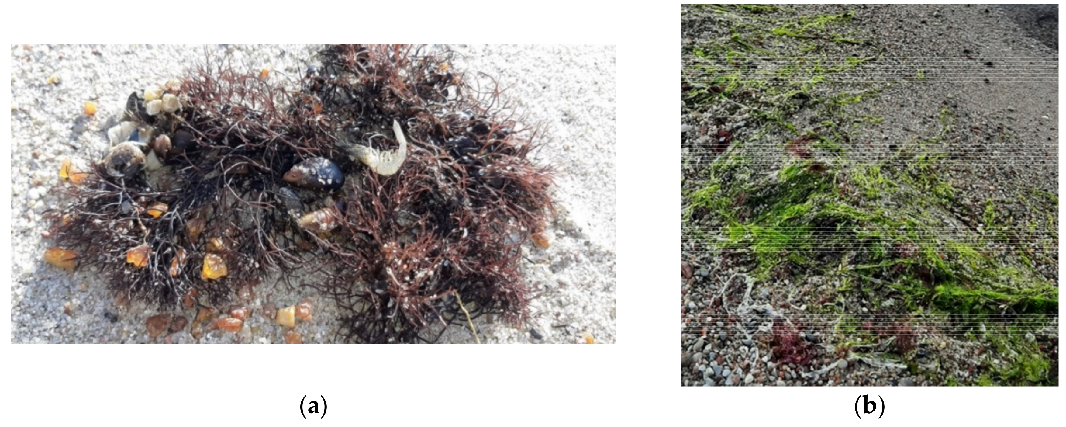 Assessment of the Resource Potential of Baltic Sea Macroalgae