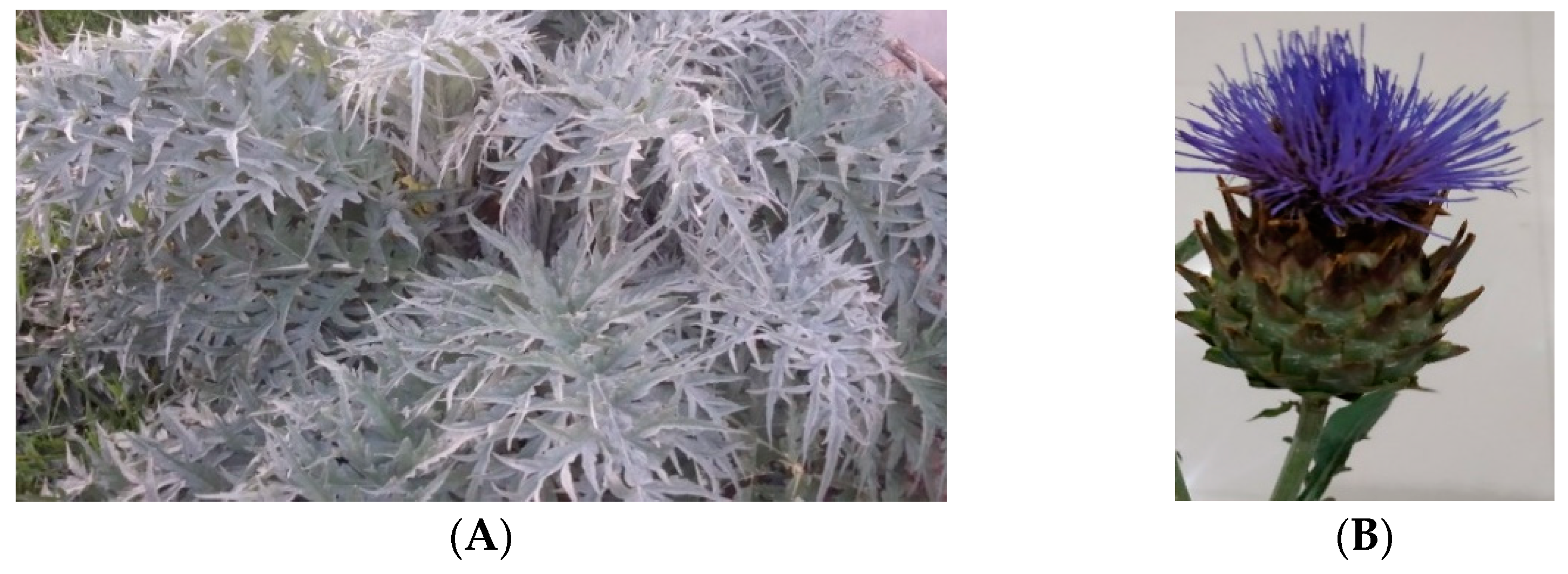 Applsci 12 03629 g001