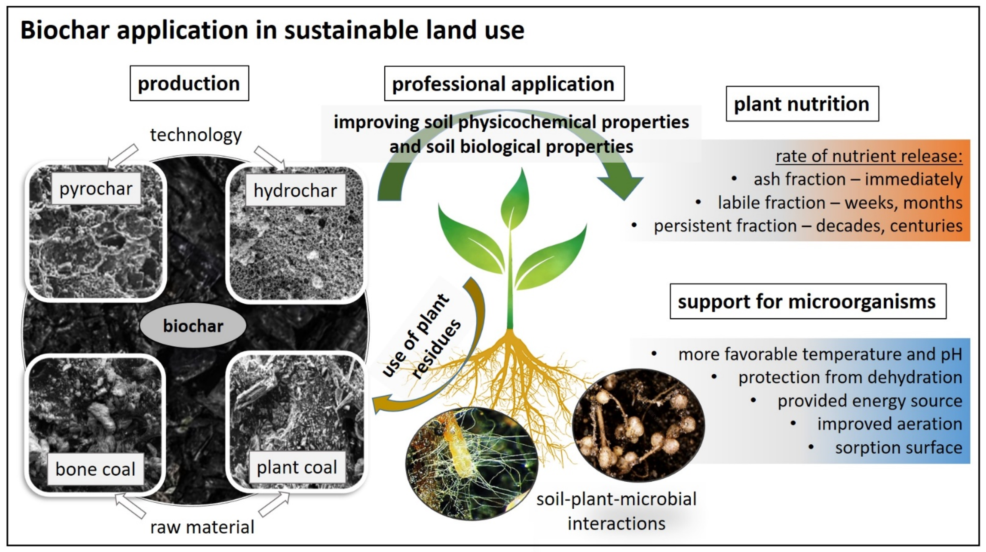 Biochar mitigates bioavailability and environmental risks of