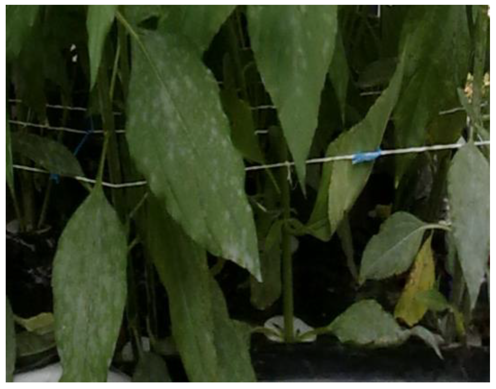 Applsci 12 04507 g005