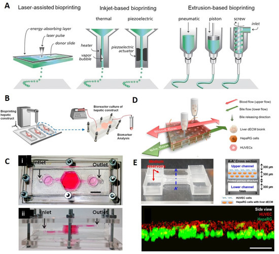 洋書 Cell and Organ Printing 洋書 Cell and Organ Printing 洋書 Cell and Organ Printing 洋書