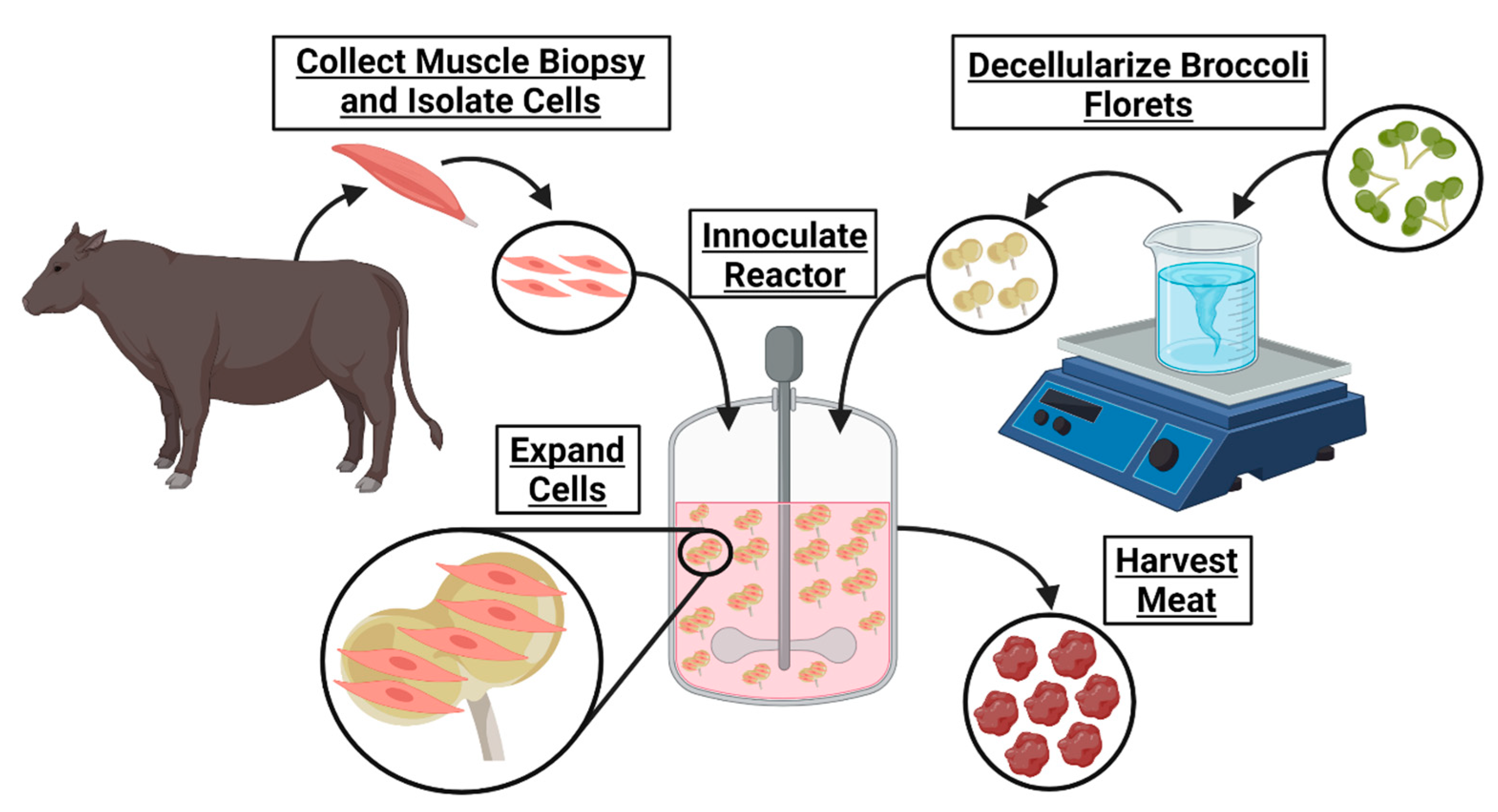 Applied Sciences Free FullText An Edible, Decellularized Plant
