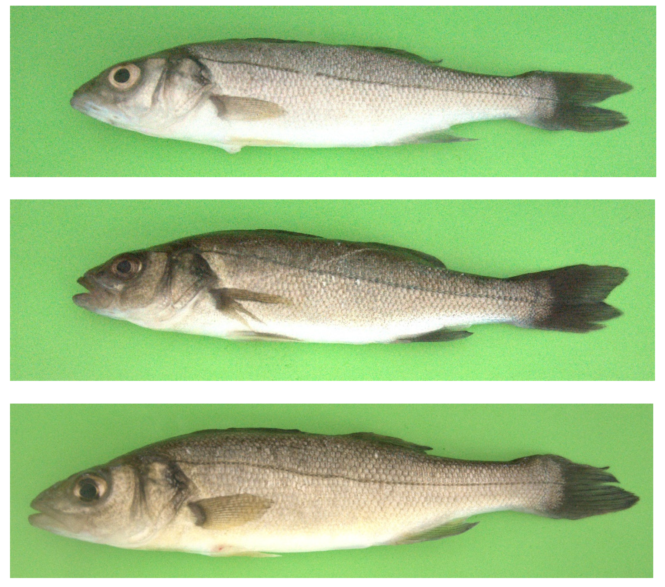 Applsci 12 05401 g001 Applsci 12 05401 g001