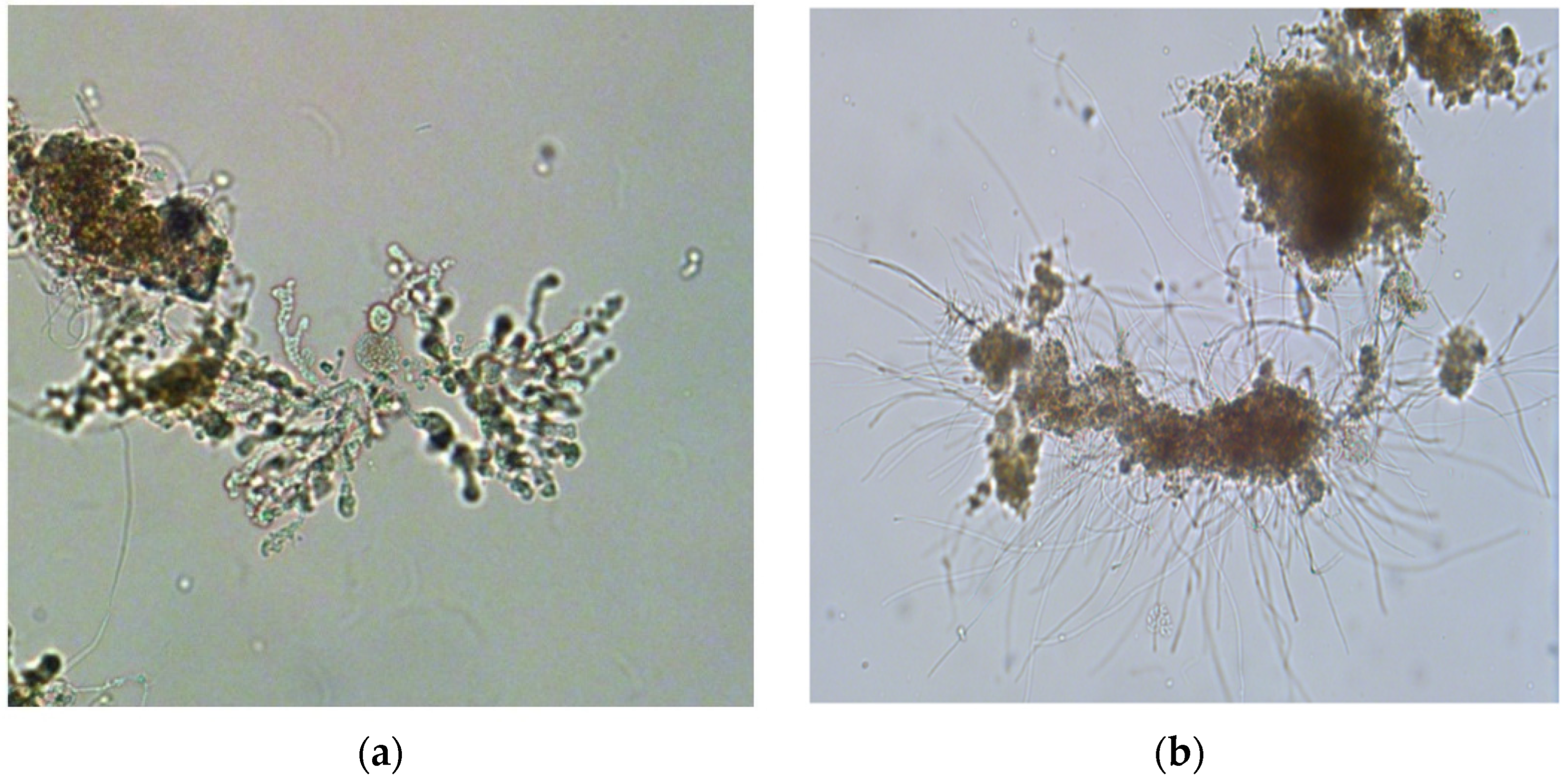 Applsci 12 05754 g002 550