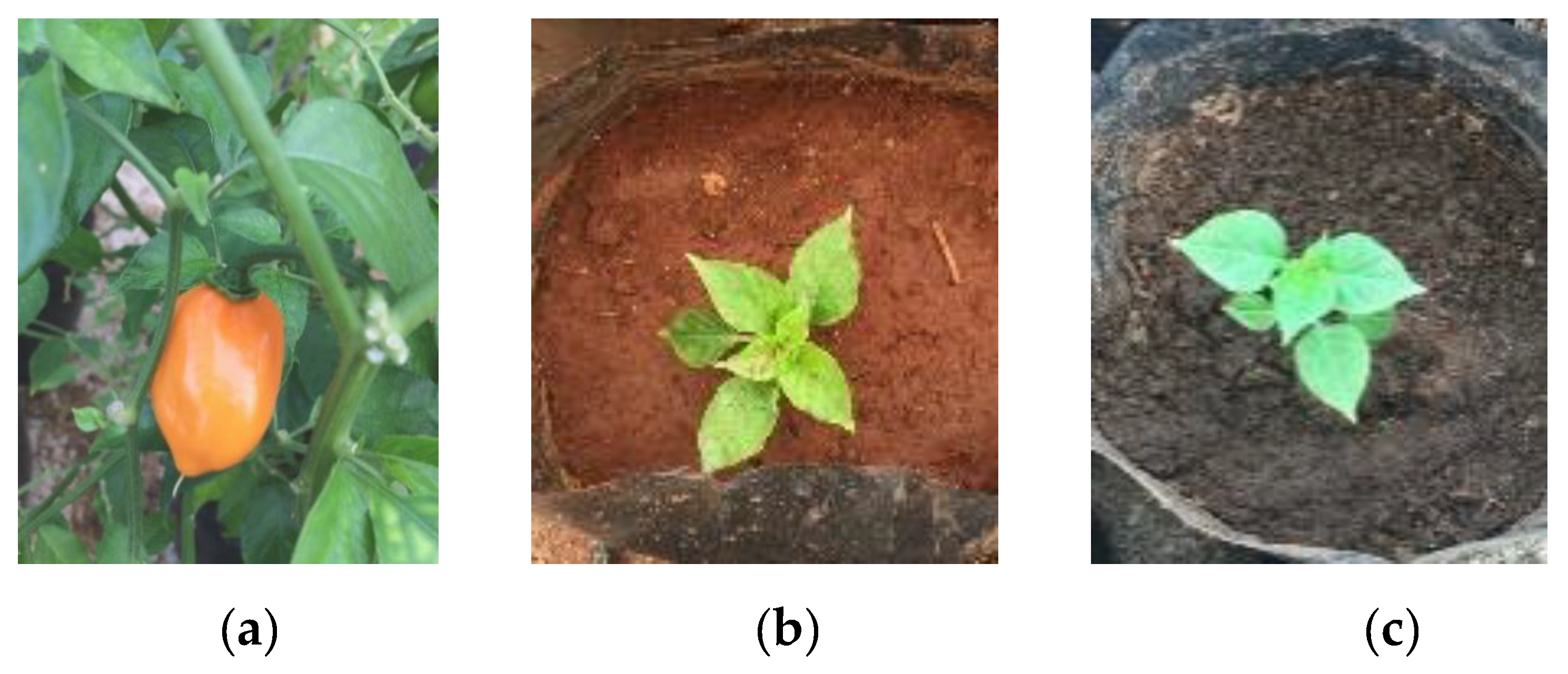 Applsci 12 05818 g001