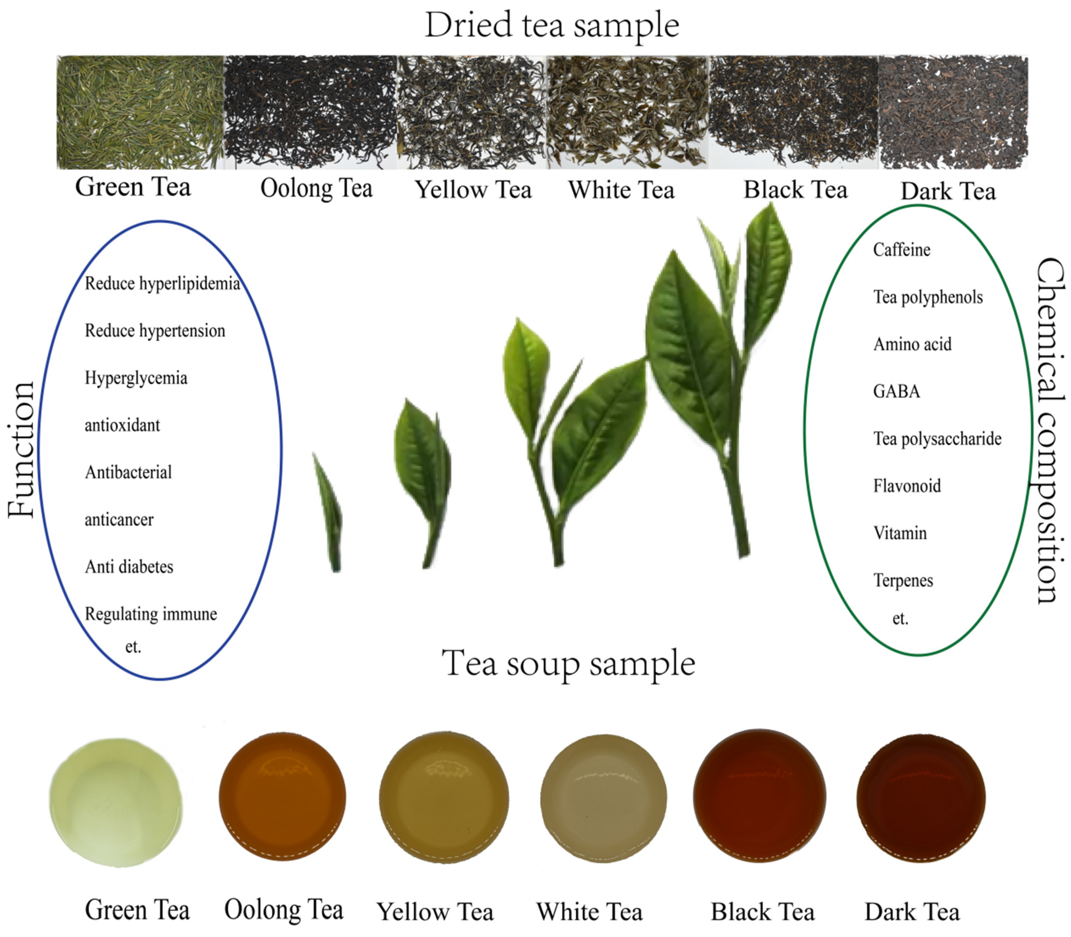 Treat camellias for tea scale when temperatures are mild