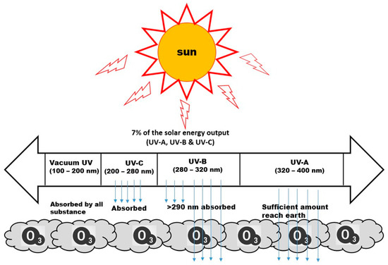 The Effect of UV C Irradiation on the Mechanical and Physiological Properties of Potato Tuber and Different Products