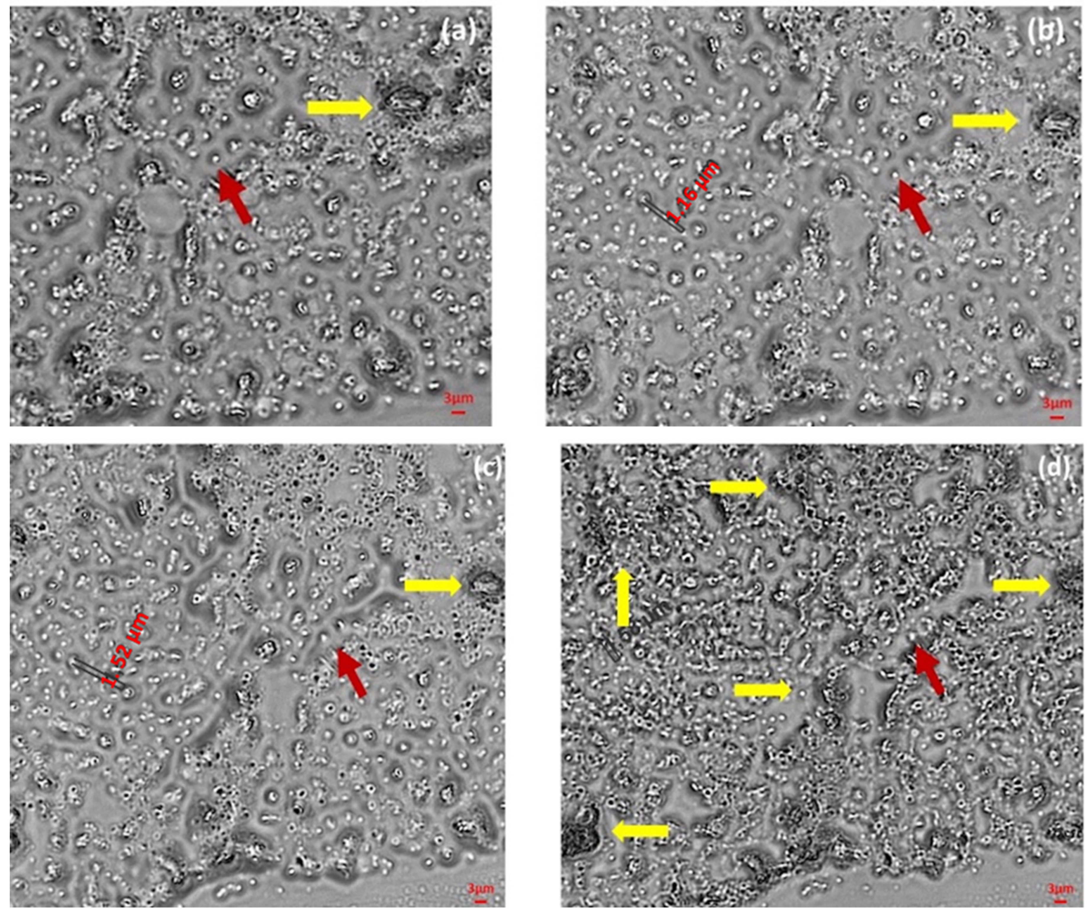 Applsci 12 06019 g005