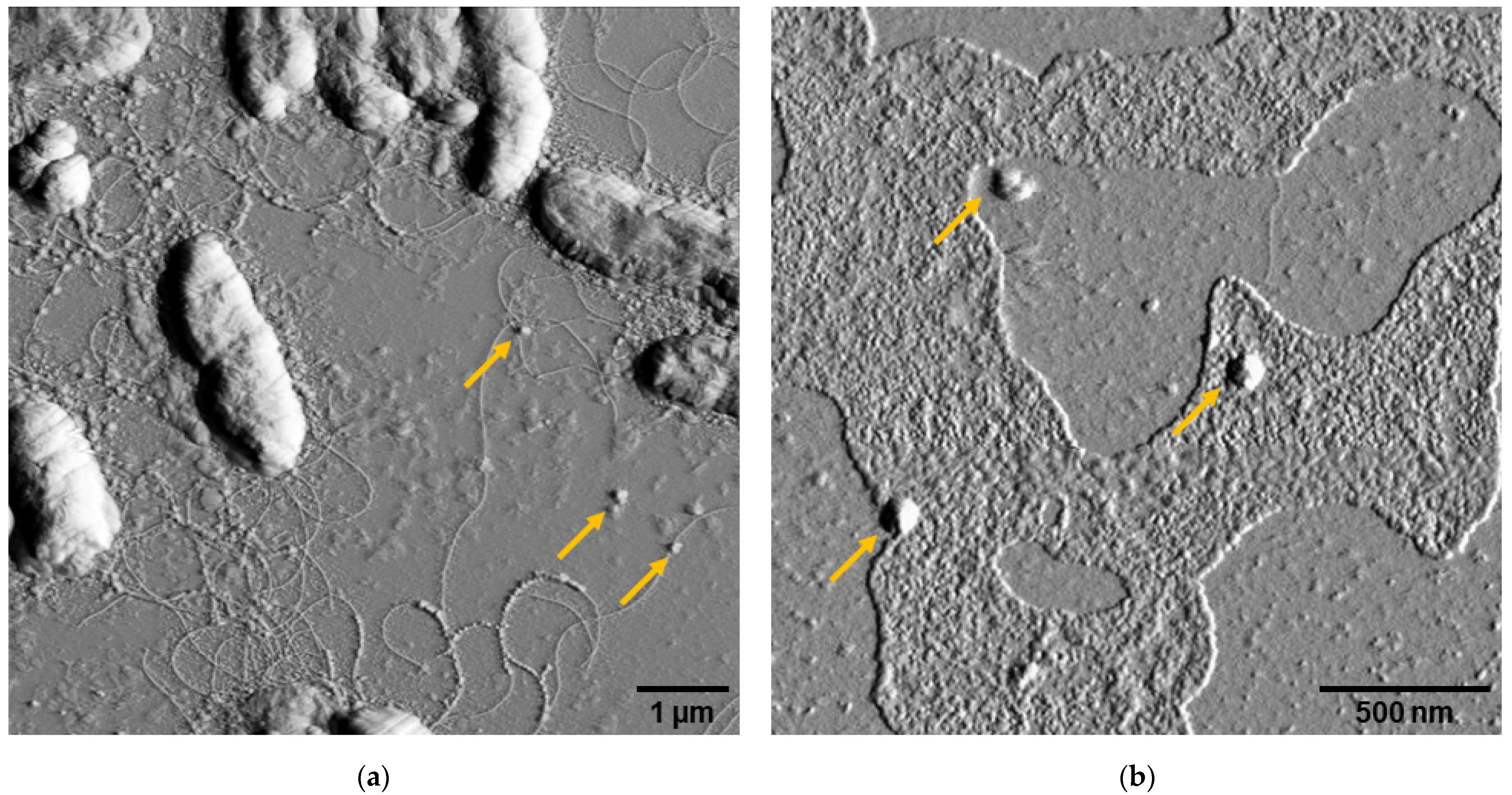 Applsci 12 06299 g002 Applsci 12 06299 g002