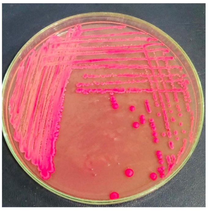 Applsci 12 07004 g003