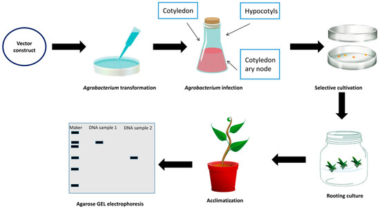 Recent Progress in the Regeneration and Genetic Recent Progress in the Regeneration and Genetic