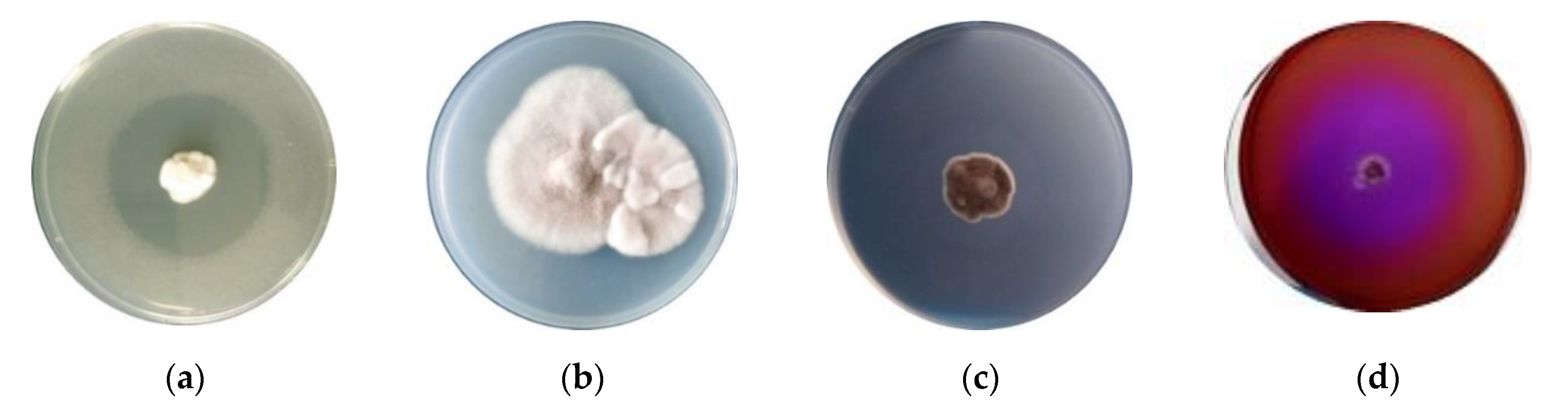 Applsci 12 07572 g005 Applsci 12 07572 g005