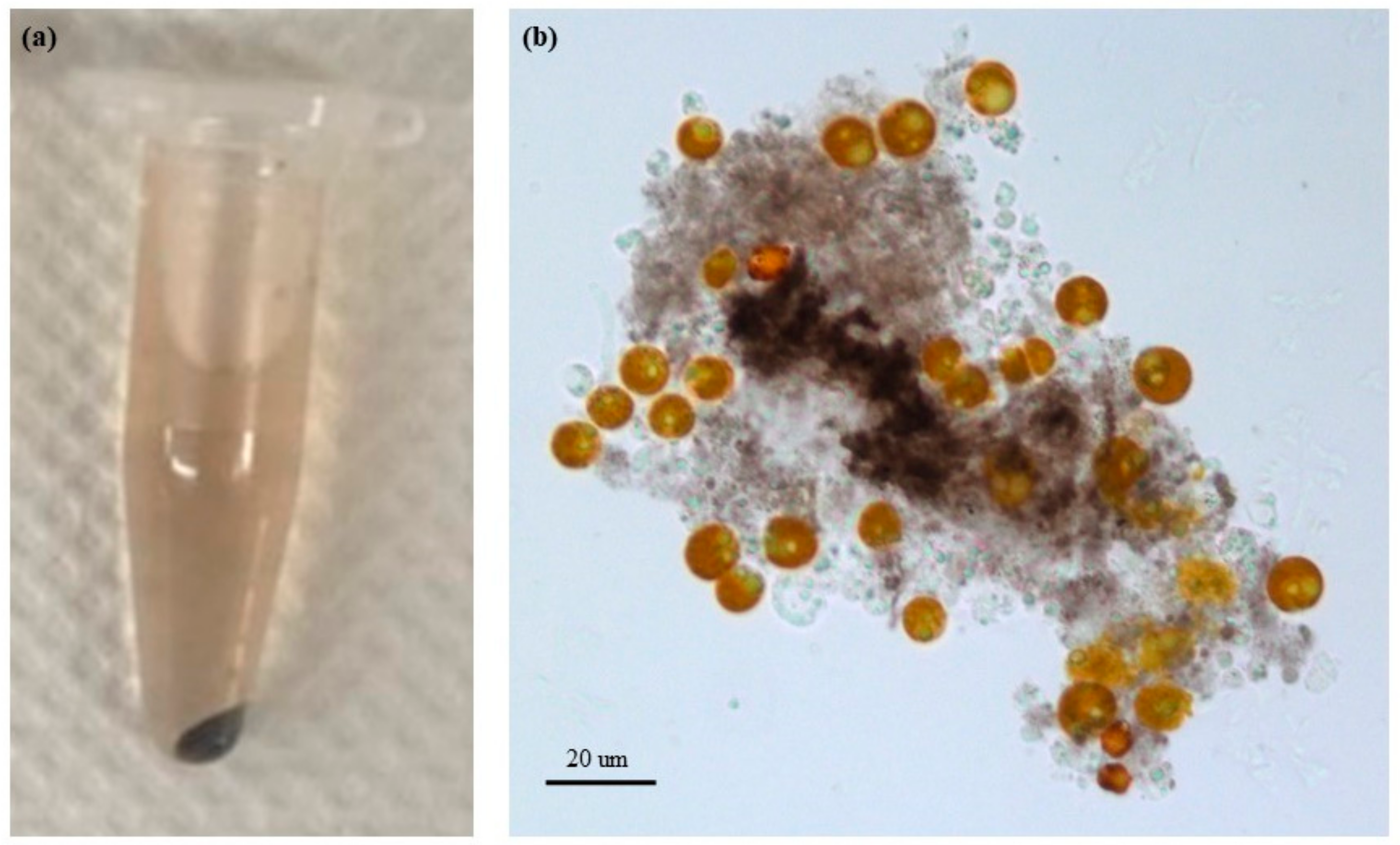 Applsci 12 08012 g008 550