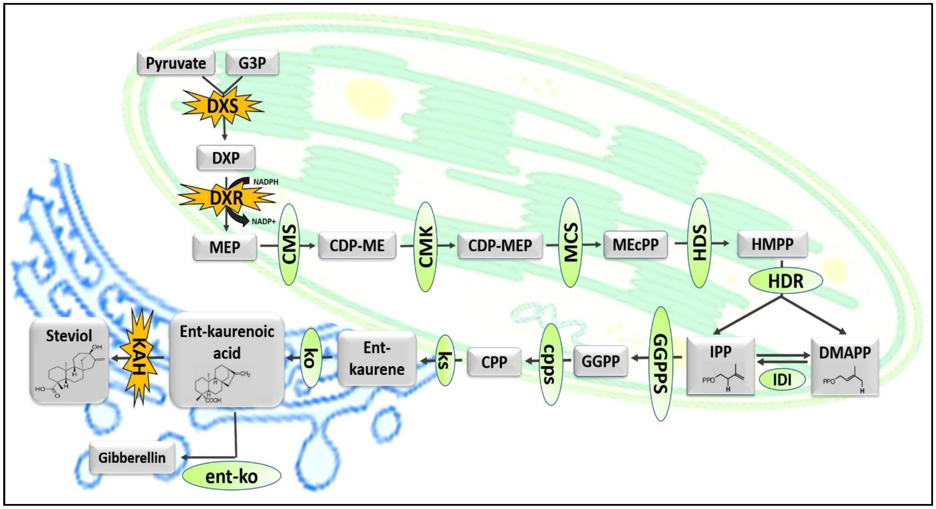 Applied Sciences | Free Full-Text | Critical Review on Key Approaches to  Enhance Synthesis and Production of Steviol Glycosides: A Blueprint for  Zero-Calorie Sweetener