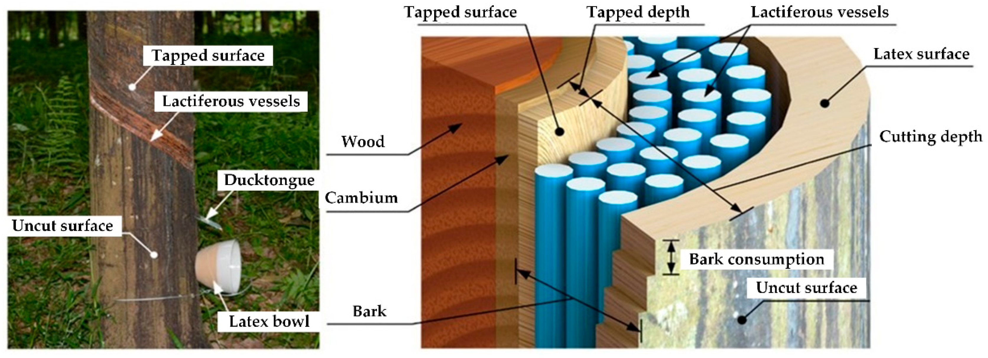 The Origins of Rubber and the Case for Sustainability