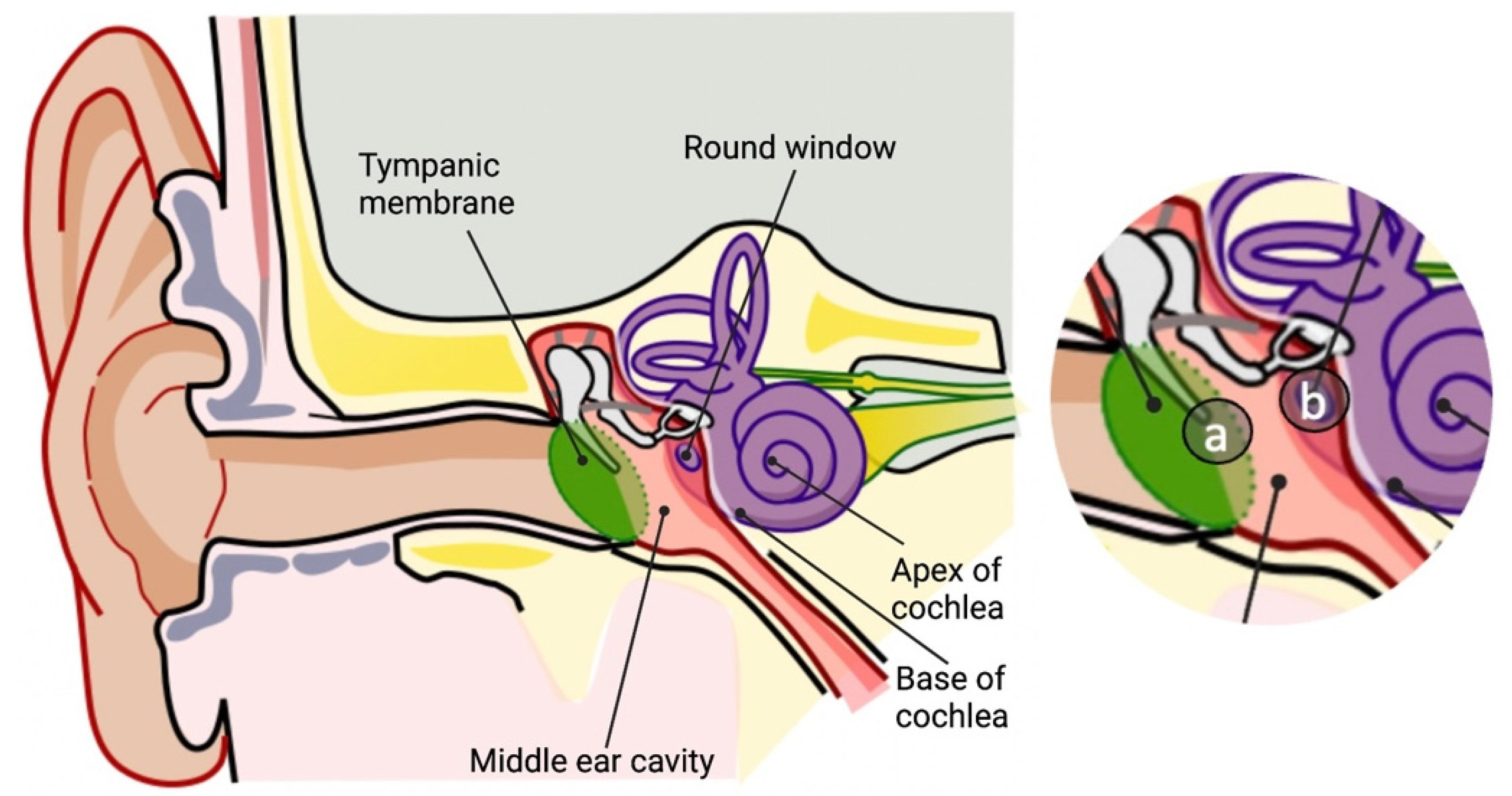 Stapes: Anatomy, Function and Treatment