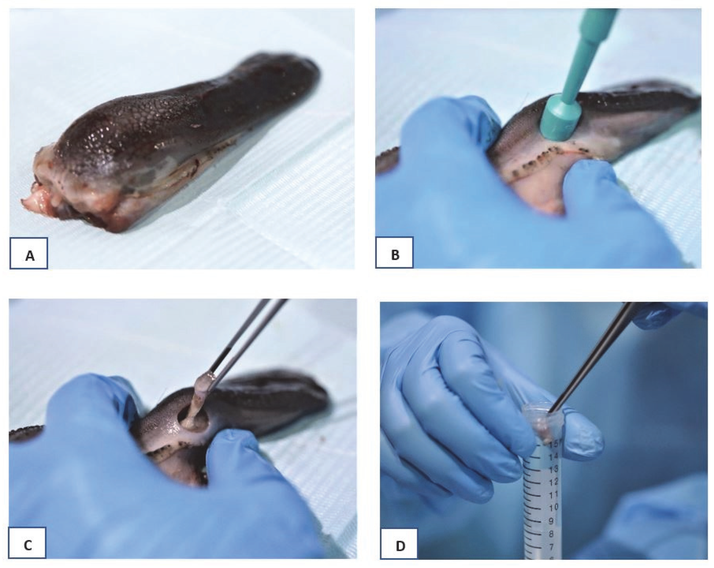 Applied Sciences Free FullText Propolis as a Potential Novel