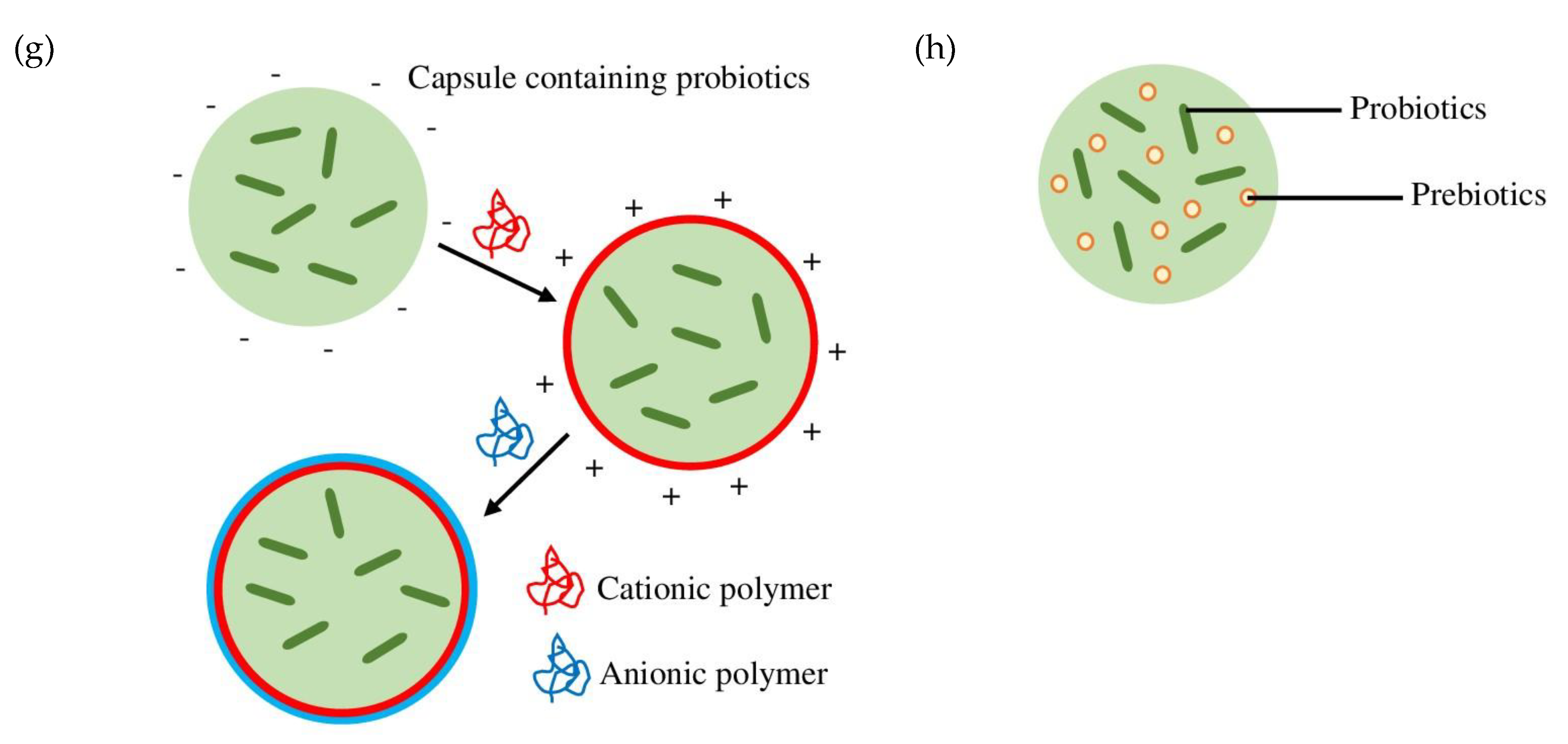 Encapsulated Probiotics: Potential Techniques and Coating